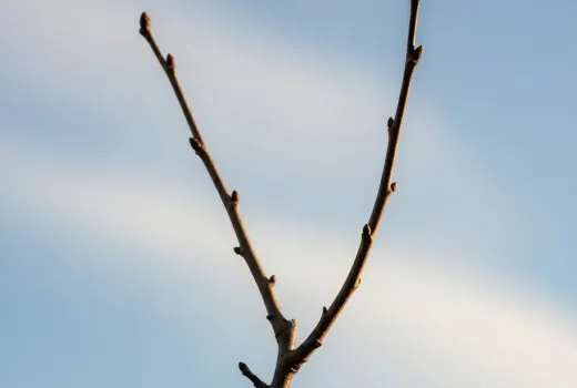 Pruning fruit trees (Part 3): Post-planting, rejuvenation, and transfer pruning