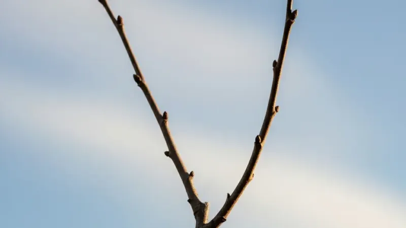 Schnitt von Obstbäumen (Teil 3): Schnitt nach der Pflanzung, Verjüngungsschnitt und Umleitungsschnitt