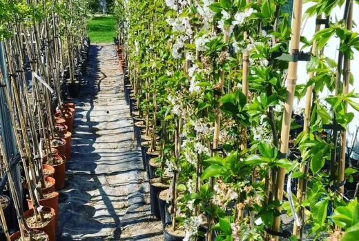 An exclusive Latvian offer is here: We reveal treasures for your garden