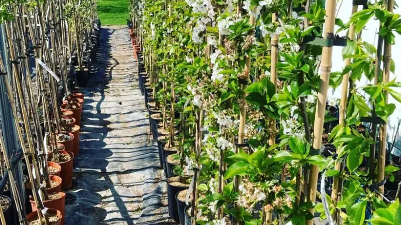 Exklusives Angebot aus Lettland: Wir enthüllen Schätze für Ihren Garten