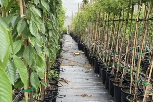 Wholesale