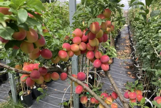SCDP Constanța: Apricot & Peach Research on the Shores of the Black Sea