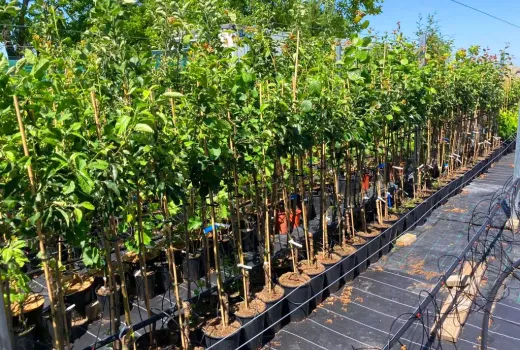 Guardian of Moldavian Orchards: SCDP Iași as a Hub for Genetic Innovation and Cherry Powerhouse