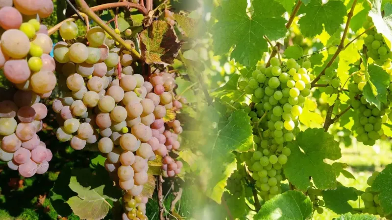 Päť odolných odrôd viniča: Alešenkin, Dvietes Zilā, Ļebedevskaja, Varduva a Skaistė
