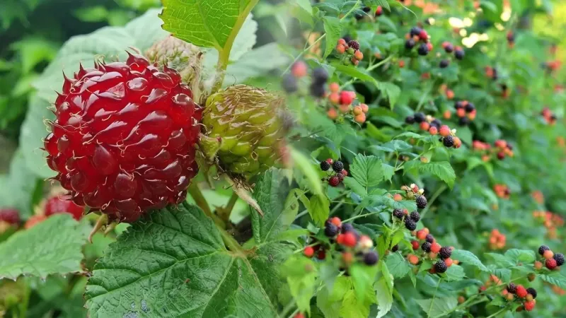 Netradičné maliny: Ruby Beauty, Selena, Groovy, Raspberry Tower