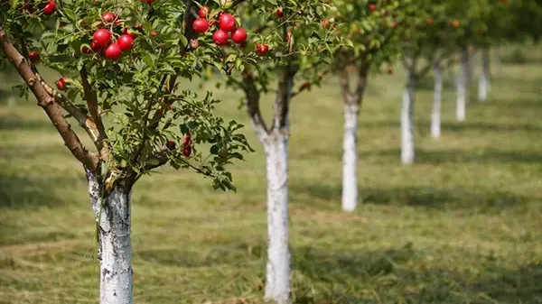 Genetik im Einklang mit dem Klima: Welche Obstsorten bei uns wirklich gedeihen