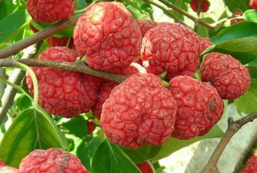 Kudrania (Chinesischer Maulbeerbaum): Die besten Sorten für Ihren Garten