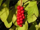 Schisandra chinesis - Tutifruti SK