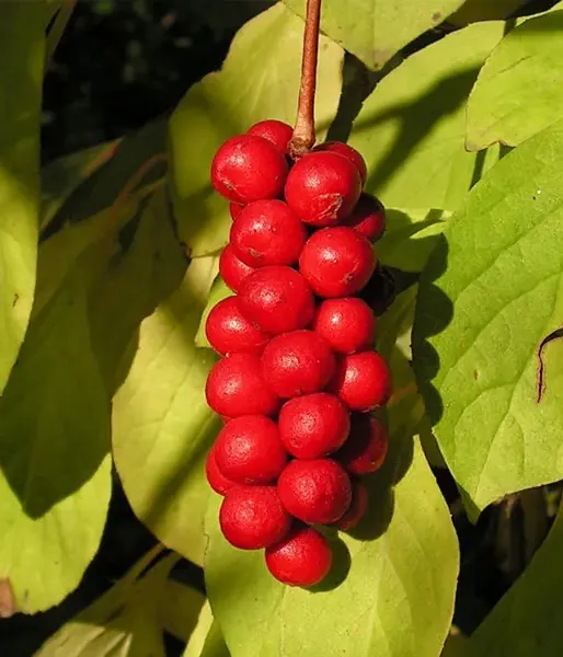 Schisandra chinesis