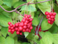 Schisandra