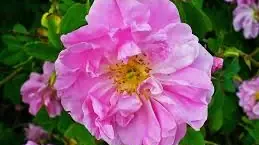 Rose (Rosa): Ein Leitfaden durch die Botanik und die faszinierende Welt der Hybriden (Teil 1)