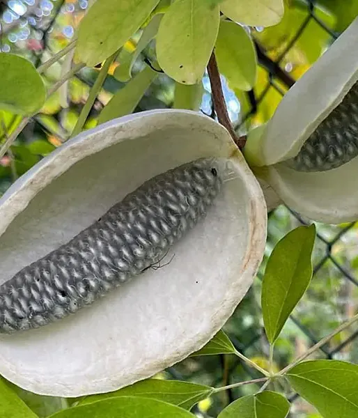 Akébia päťpočetná (Akebia quinata) ALBA