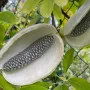 Akebia quinata ALBA