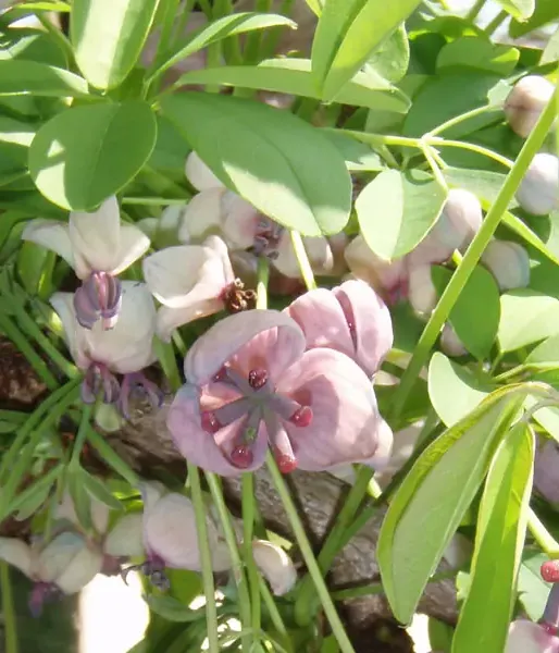 Akébia päťpočetná (Akebia quinata) SILVER BELLS