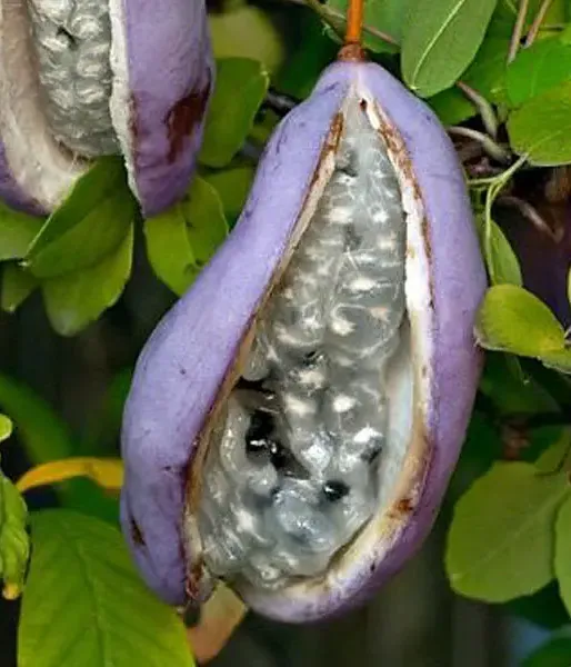 Akébia trojlaločná (Akebia trifoliata) - Tutifruti SK