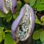 Akébia trojlaločná (Akebia trifoliata) 
