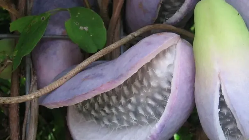 Akebia: Everything about growing, taste, health benefits, and the future of this superfruit