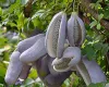 Akebia