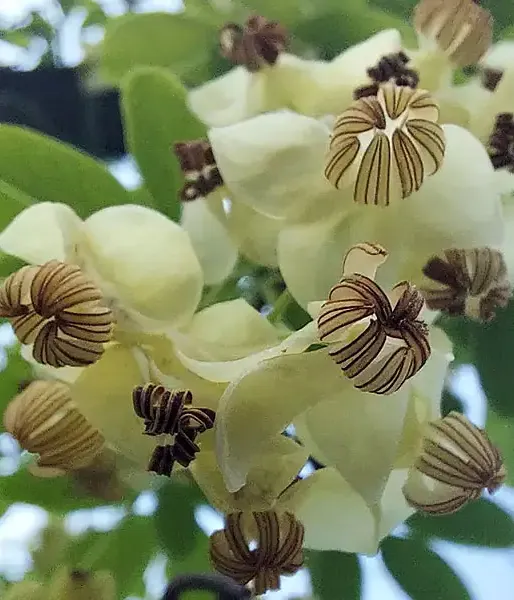 Akébia päťpočetná (Akebia quinata) ALBA