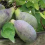 Akebia quinata 