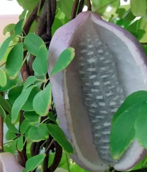 Akébia päťpočetná (Akebia quinata) SILVER BELLS