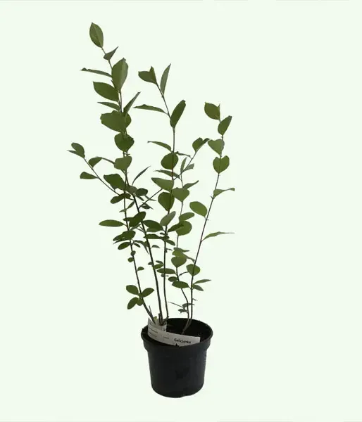 Apfelbeeren (Aronia prunifolia) NERO - Tutifruti SK