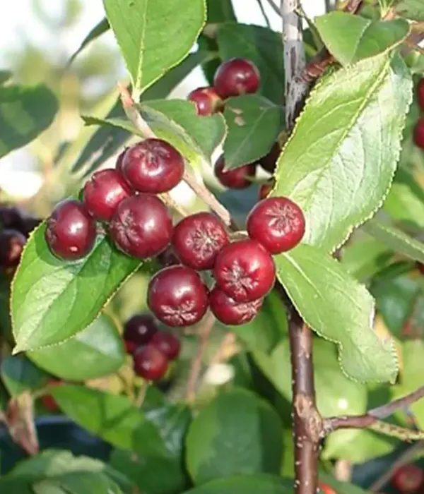 Black chokeberry (Aronia prunifolia) BRILLIANT