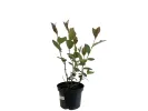 Black chokeberry (Aronia melanocarpa) GALICJANKA - Tutifruti SK