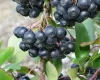 Black chokeberry
