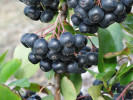 Apfelbeeren (Aronia prunifolia) NERO - Tutifruti SK