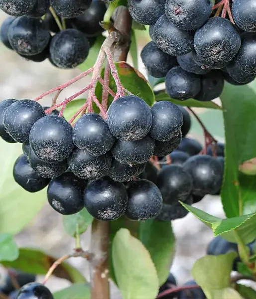Apfelbeeren (Aronia prunifolia) NERO - Tutifruti SK