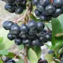 Black chokeberry (Aronia prunifolia) NERO