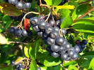 Apfelbeeren (Aronia melanocarpa) GALICJANKA - Tutifruti SK