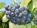 Bio Apfelbeeren (Aronia melanocarpa) VIKING - Tutifruti SK