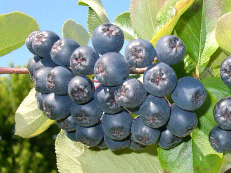 Bio Apfelbeeren (Aronia melanocarpa) VIKING