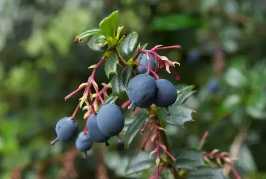 Gattung Berberis (Berberitze): Berberin-Wirkung, Diabetes & Verarbeitung (Teil 2)