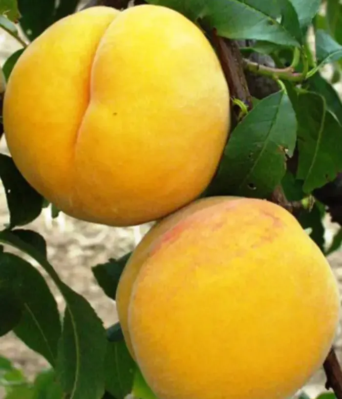 Pfirsich (Prunus persica) GALBENĂ TÂRZIE - Tutifruti, s.r.o.