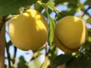 BIO Peach-apricot (Prunus persica) HONEYSUN - Tutifruti SK