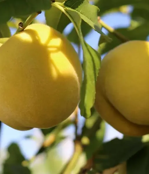 BIO Peach-apricot (Prunus persica) HONEYSUN - Tutifruti SK