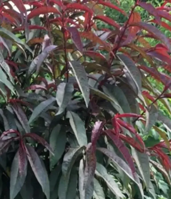 Peach (Prunus persica var. platycarpa) PIERSIC PLAT CU FRUNZA ROȘIE