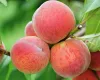 Peach tree  on order