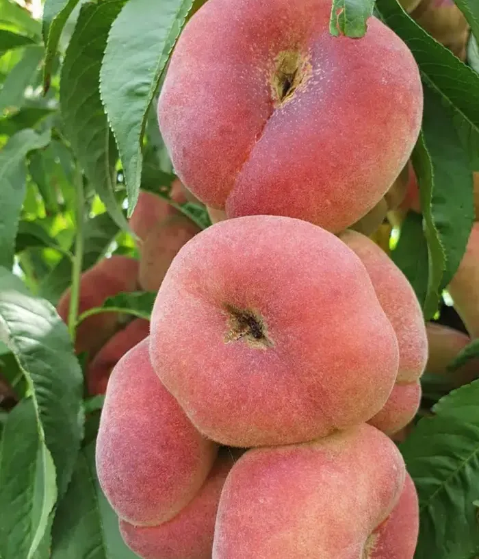 Pfirsich (Prunus persica var. platycarpa) ALEX - Tutifruti, s.r.o.