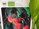 Columnar Peach AROMA SPUR SAULENPFIRSICH - Tutifruti SK