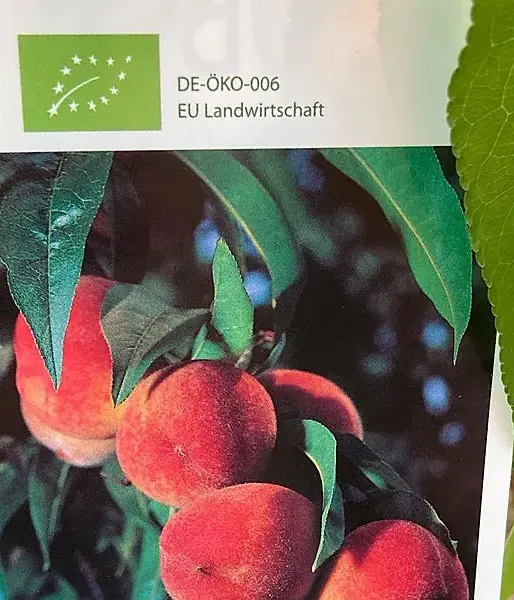 Columnar Peach AROMA SPUR SAULENPFIRSICH - Tutifruti SK