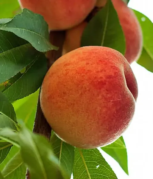 Columnar Peach AROMA SPUR SAULENPFIRSICH - Tutifruti SK