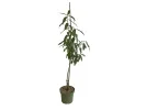 BIO Peach-apricot (Prunus persica) HONEYSUN - Tutifruti SK