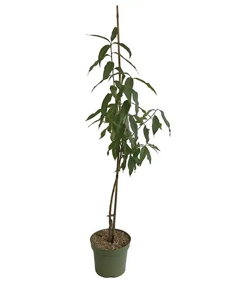 BIO Peach-apricot (Prunus persica) HONEYSUN - Tutifruti SK