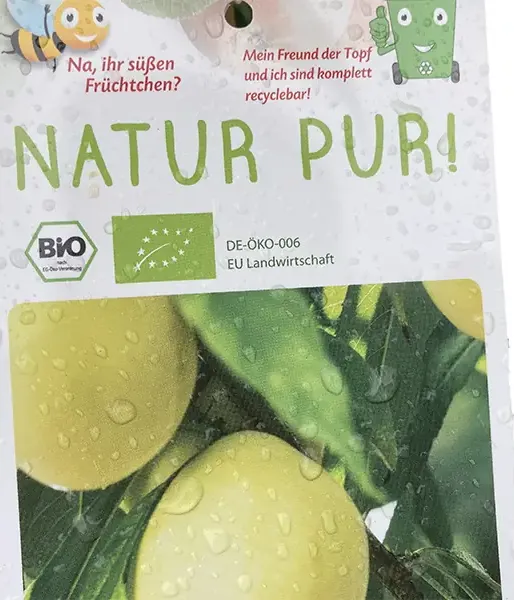 BIO Peach-apricot (Prunus persica) HONEYSUN - Tutifruti SK