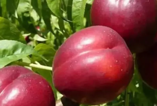 Ornamental and useful: Unveiling the unique red-leaved nectarine 'Medvedevskij-2'
