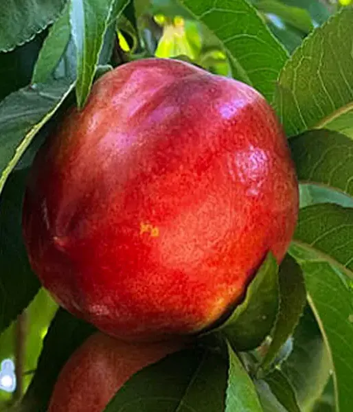 BIO AROMA SPUR SAULENNEKTARINE 
